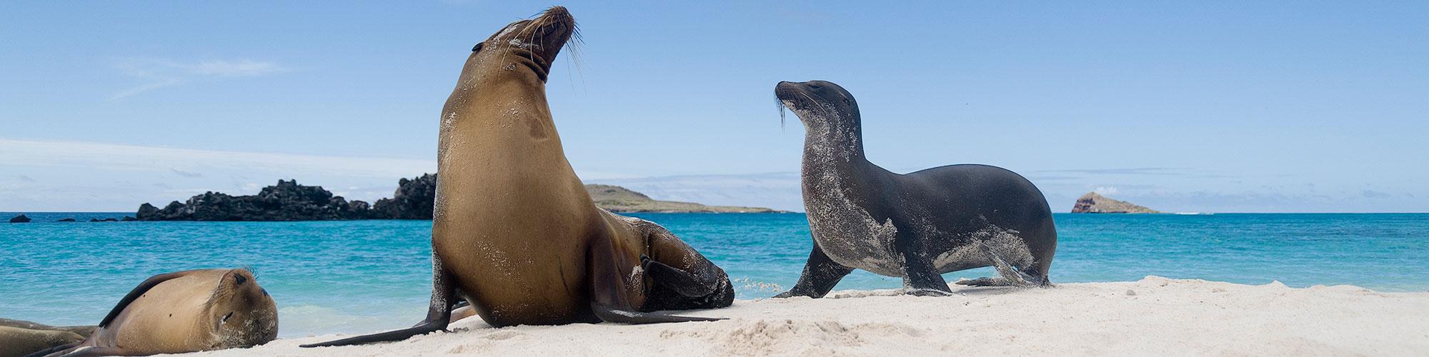 Galapagos Express