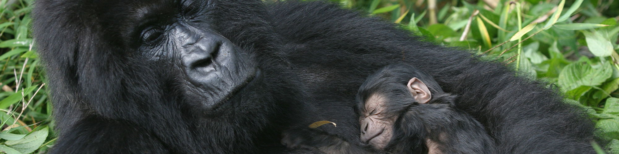 Gorillas In The Mist