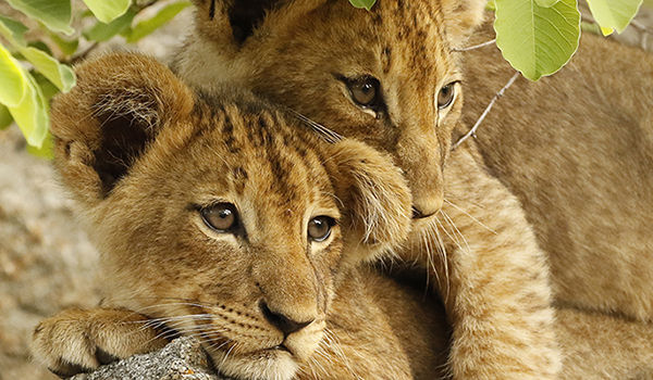 Legendary Tanzania - 9 days from $11595