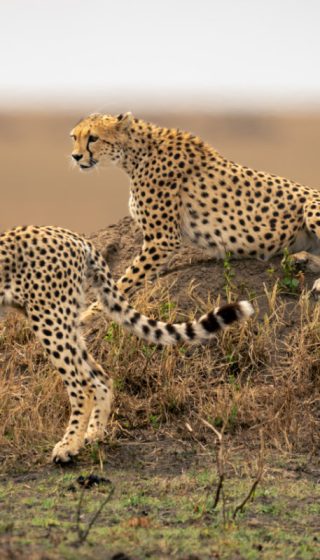Tanzania Encounter