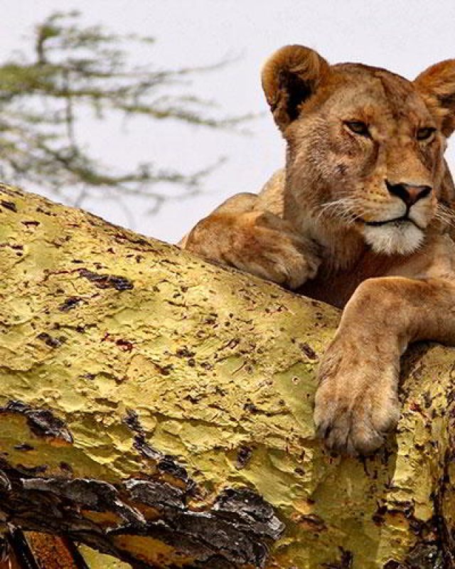 Tanzania