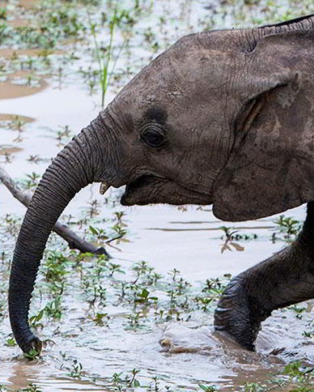 Zambia