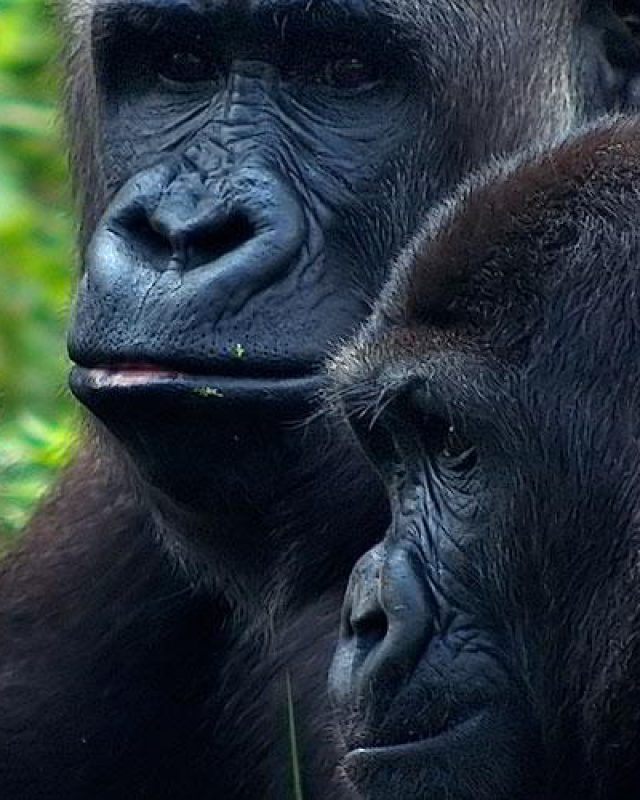 Uganda & Rwanda