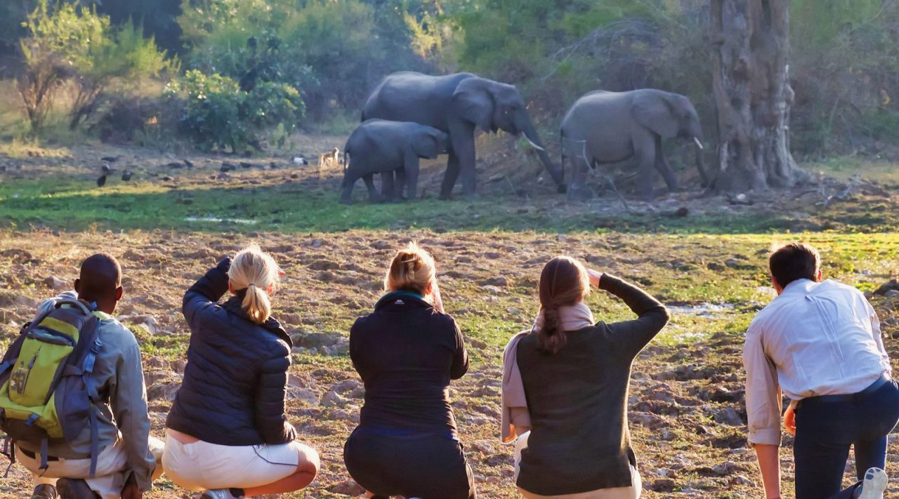 Viewing Elephants on Foot