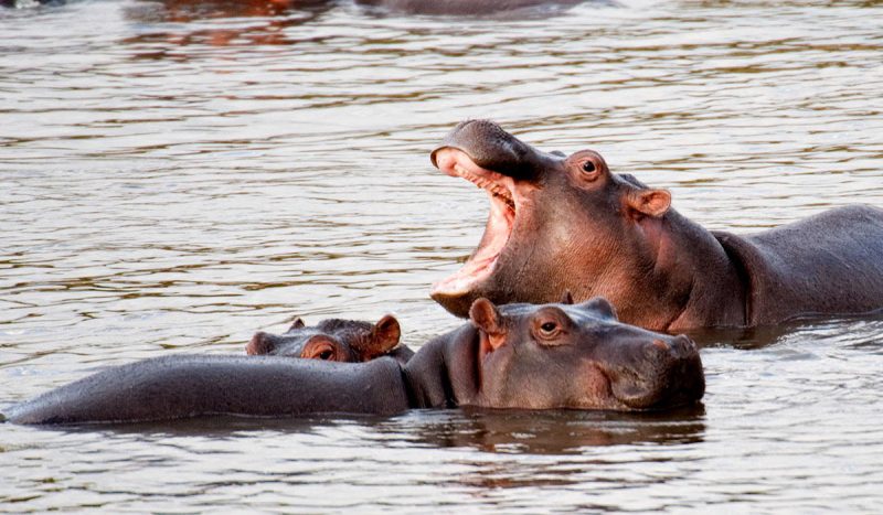 Watch the hippo in the Simba River.