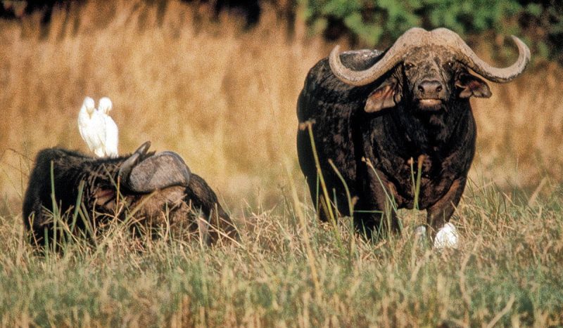 Watch the Cape buffalo on the open plains of Mahali pa Nyati