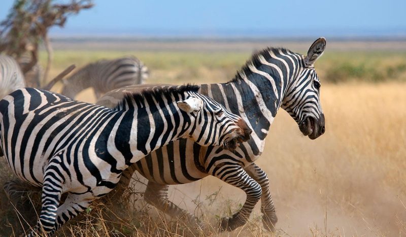 The Ngorongoro Crater is home to the zebra.