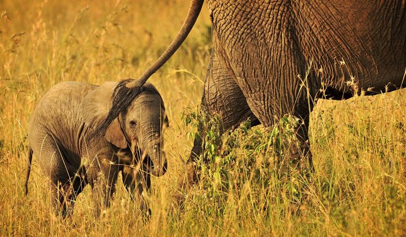 Cute baby elephant.