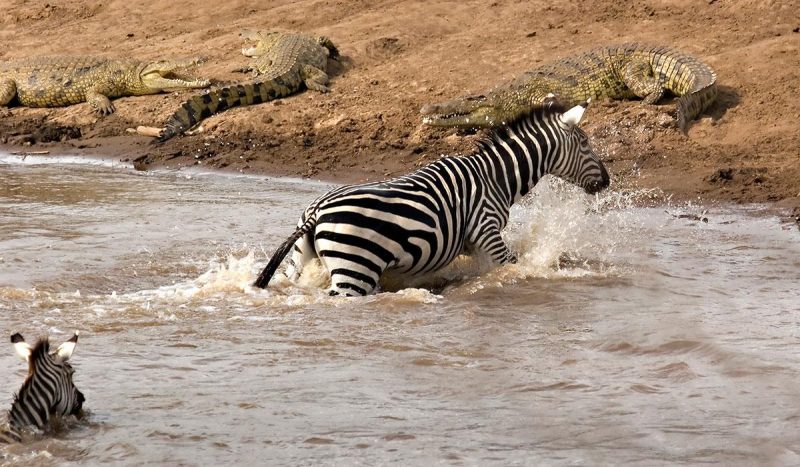 Migrating zebra crossing the river, while the crocodiles wait to attack.