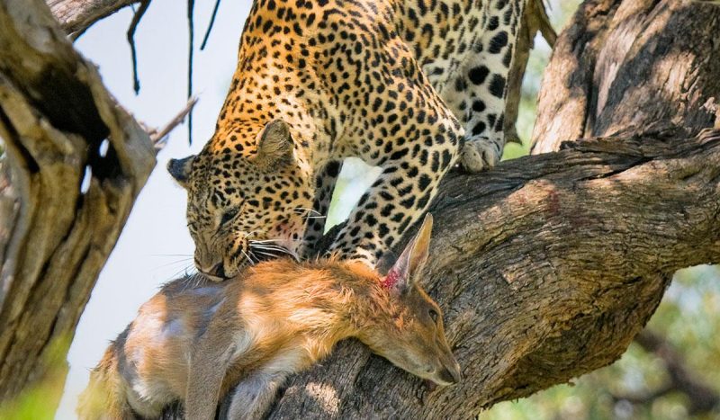 A leopard dragging his kill onto the tree, away from other animals that would compete for the food.