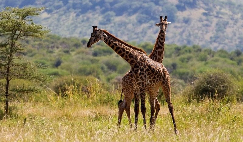 Giraffe
