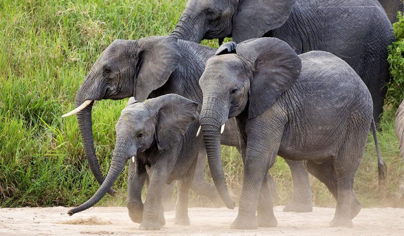Family of elephants