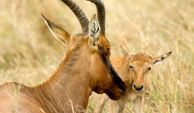 A mother topi with her young.