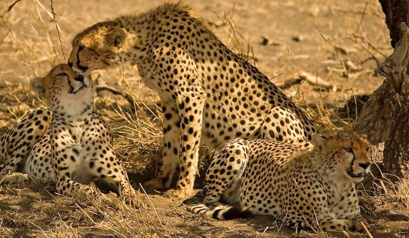 A group of cheetah under the shade of a tree.