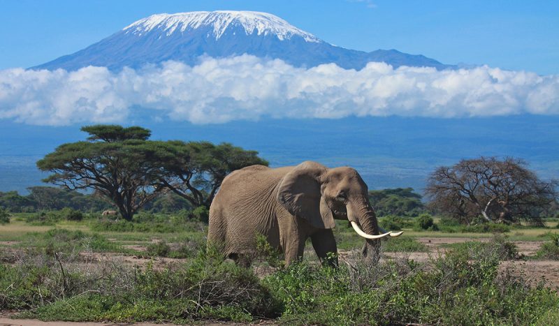 An elephant with Mt. Kilimanjaro the background.