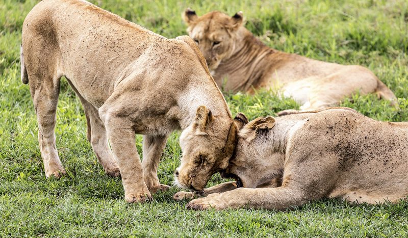 Lions at Amboseli National Park.