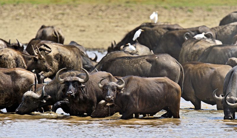 Buffalo at Amboseli National Park.