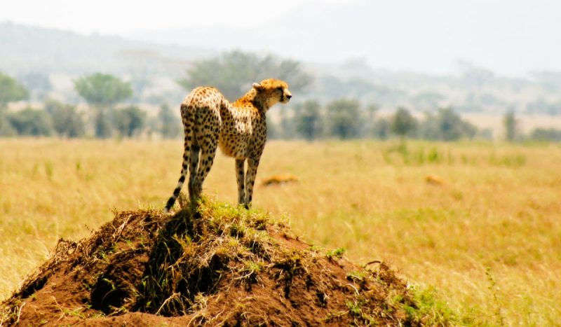 Cheetah scanning the horizon for a potential meal.