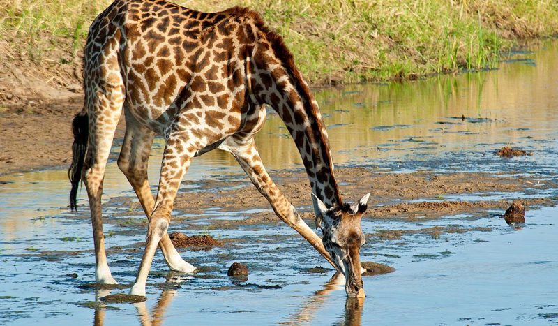 Giraffe drinking water.