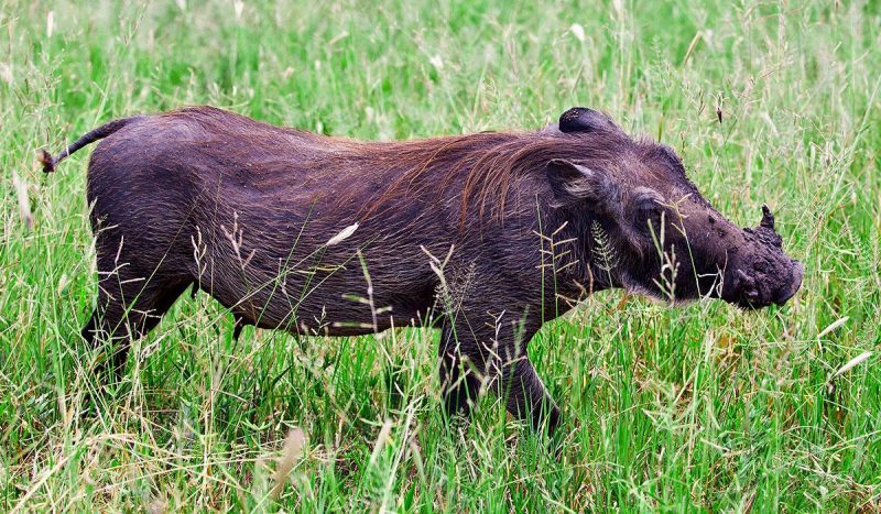 Male warthog