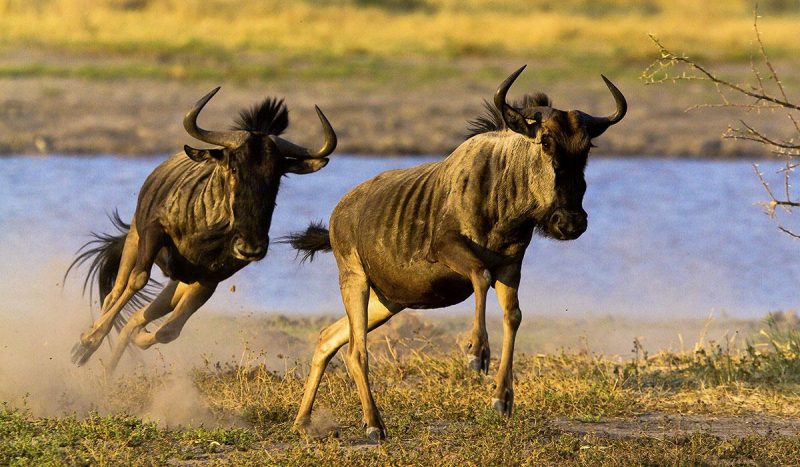 Wildebeest migration.