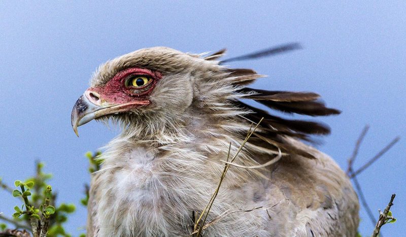 Secretary bird