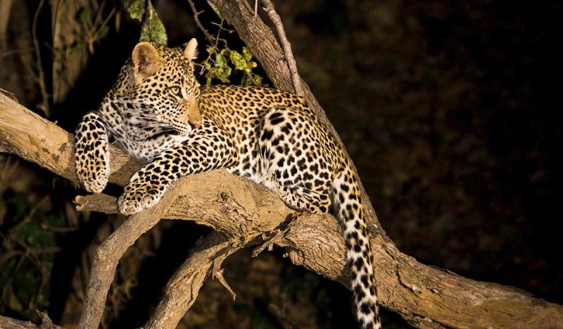 Leopard in tree.