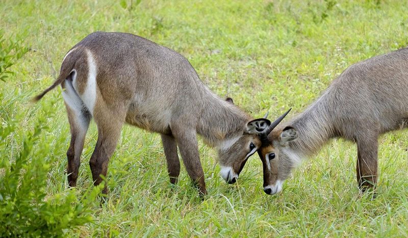 Two male waterbucks crossing horns.