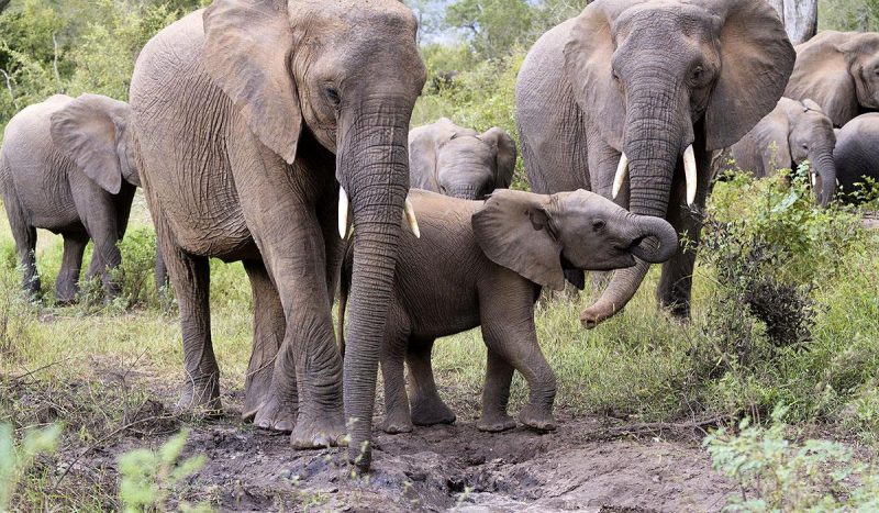 Herd of elephants at Kruger National Park.