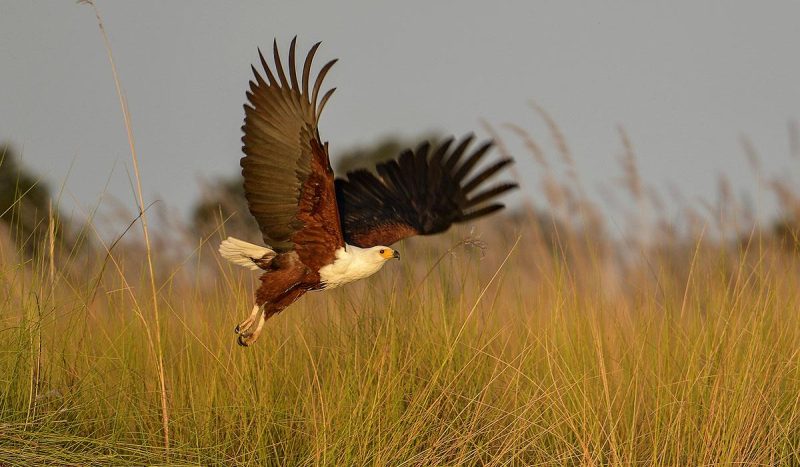 African fish eagle.