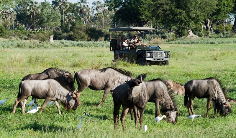 Game drive at Chitabe Camp in the Okavango