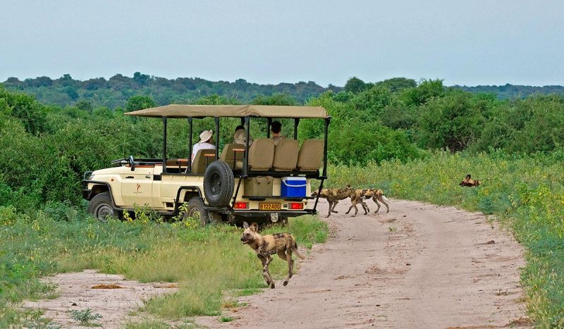 Spotting wild dog at a Chobe Chilwero game drive.