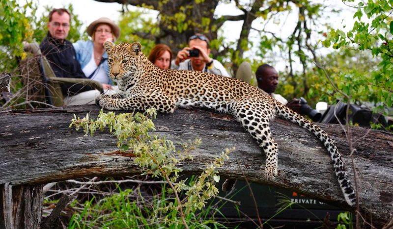 Game drive at Motswari Private Game Reserve