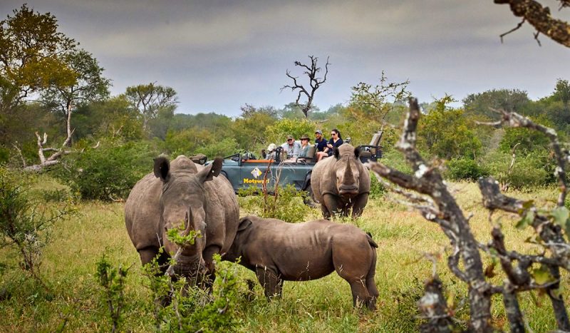 Game drive at Motswari Private Game Reserve