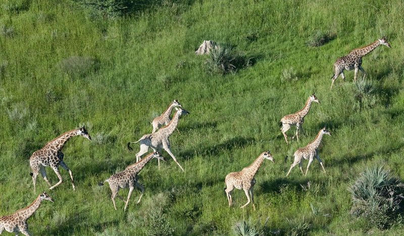 Giraffes at the Okavango