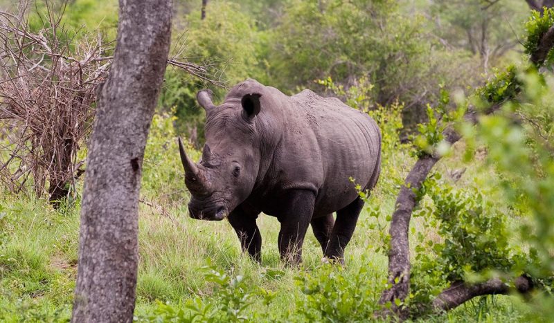Rhino