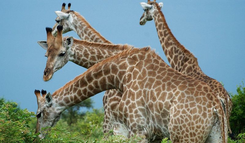 A group of giraffe at Kruger National Park.