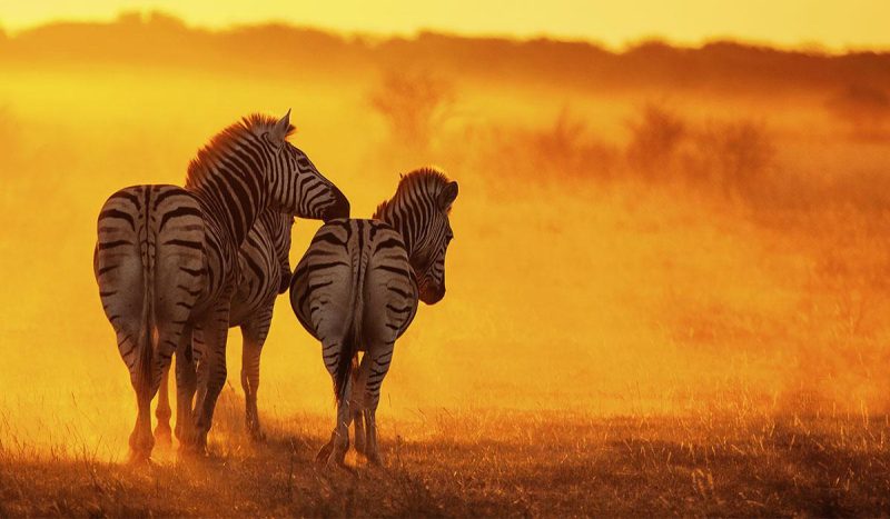 Zebra in the sunset.