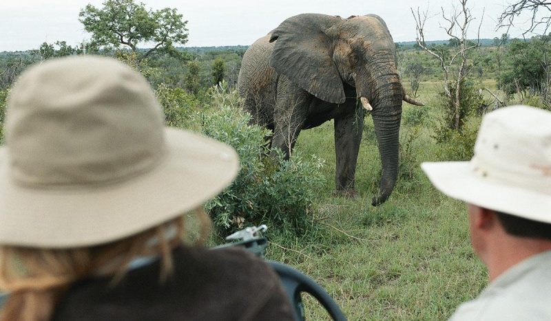 Catching up with an elephant on a game drive.