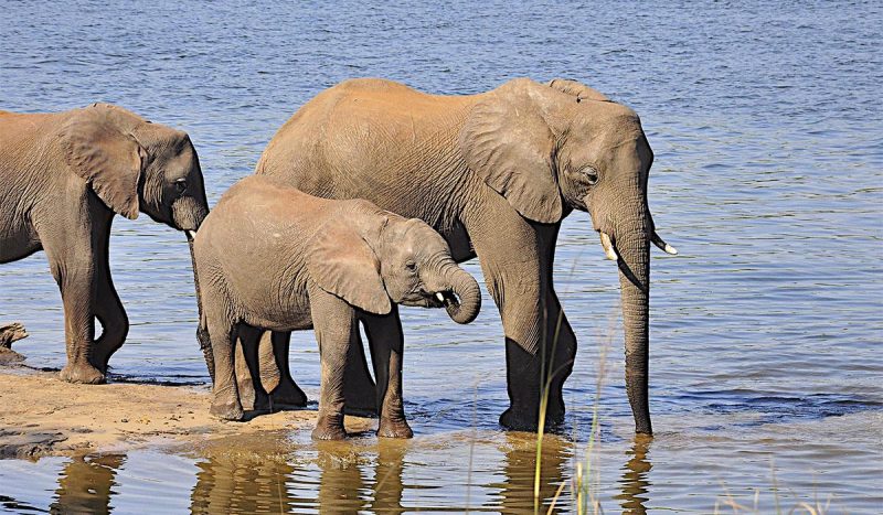 Elephants at Zambezi River.