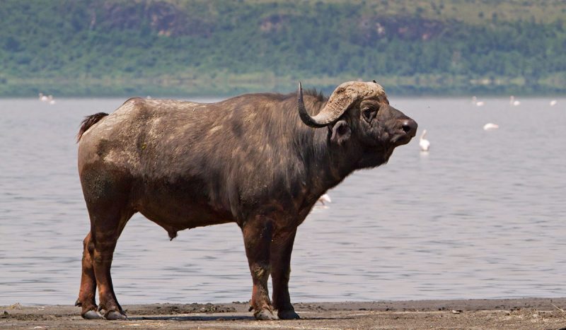 Buffalo at Lake Elementaita