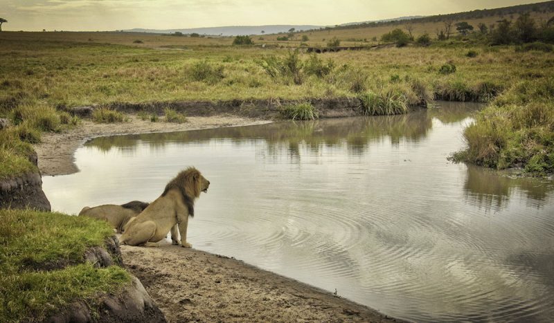 Lions quenching their thirst at Masai Mara.