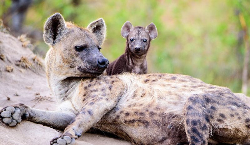Mother hyena with pup.