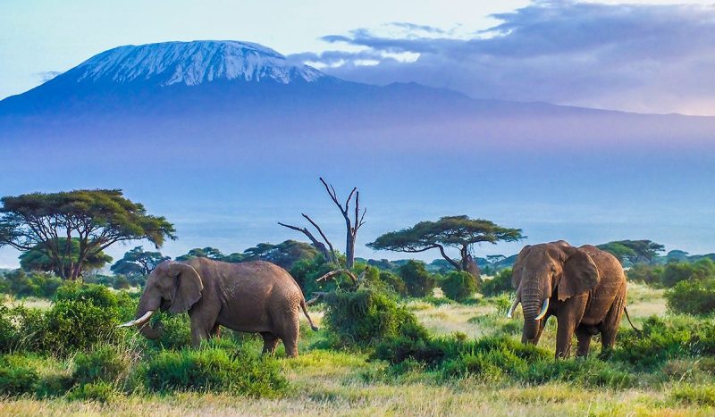 Elephants at Amboseli with Mt. Kilimanjaro as a backdrop.