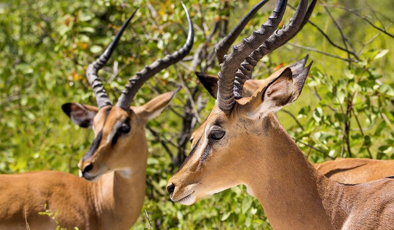 Black-faced impala