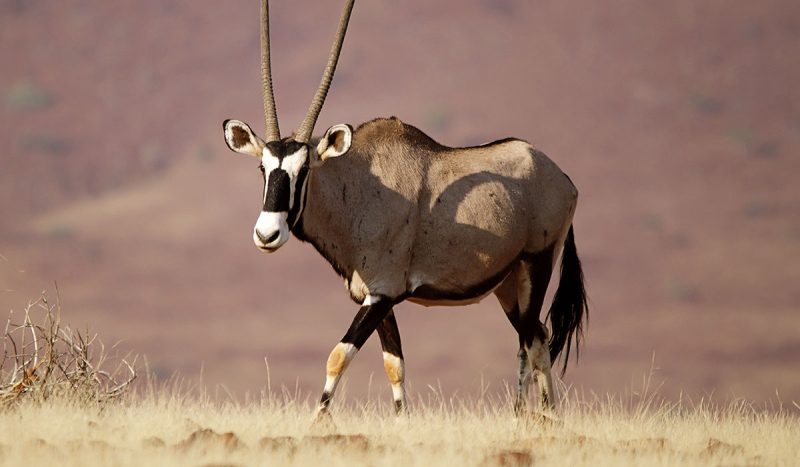 Oryx at Damaraland.