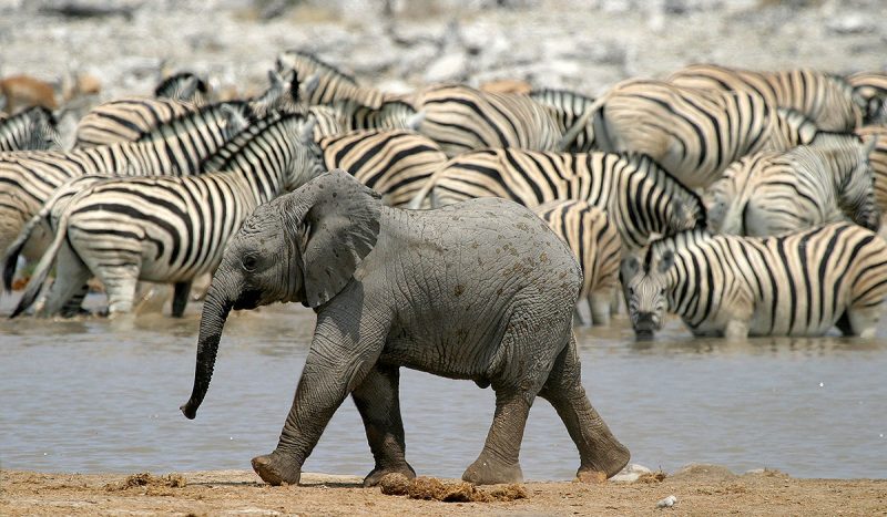 Young elephant strolling alongside zebra at waterhole.