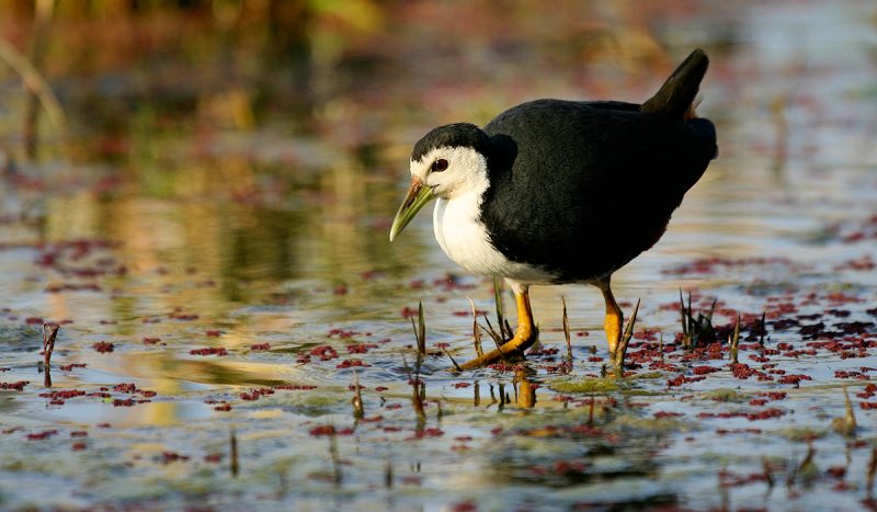 White breasted waterhen at Bharatpur.