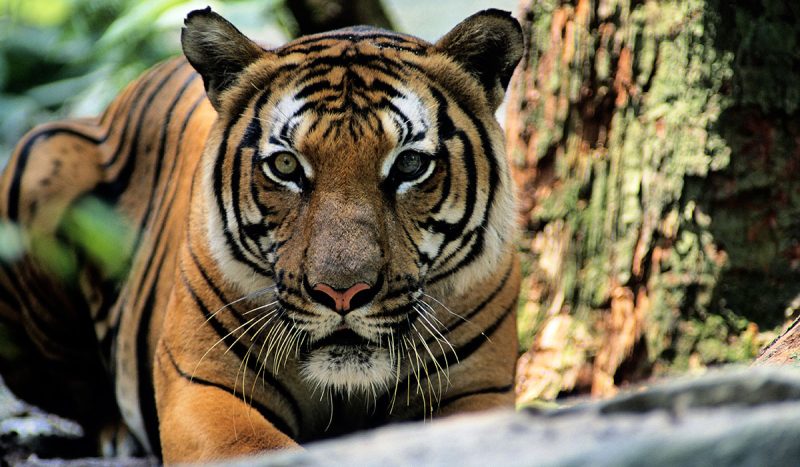 Bengal tiger