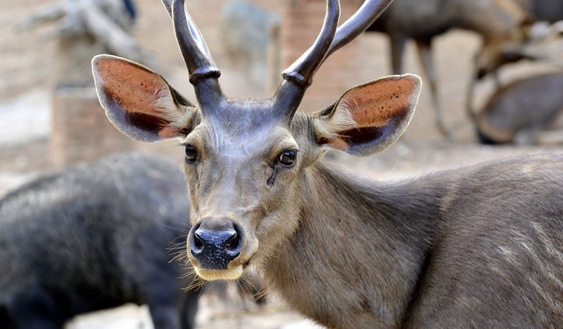 Sambar deer